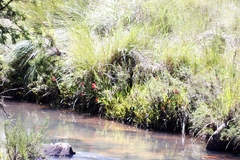 Hesperantha coccinea
