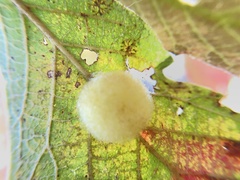 Striatoandricus georgei