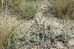 Psephellus turgaicus