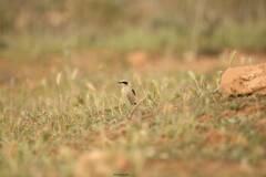 Oenanthe hispanica
