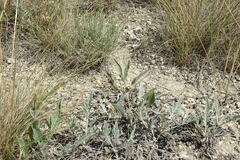 Psephellus turgaicus