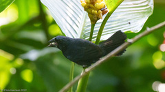 Cyanoloxia cyanoides