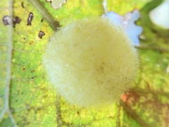 Striatoandricus georgei