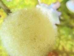 Striatoandricus georgei