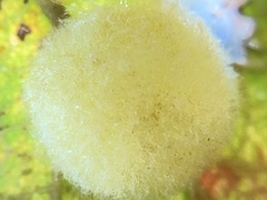 Striatoandricus georgei