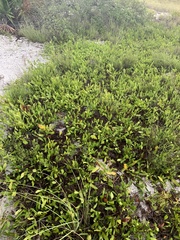 Geobalanus oblongifolius