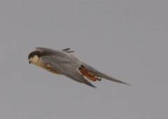 Falco subbuteo