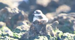 Charadrius hiaticula