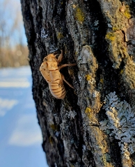 Cicadetta montana