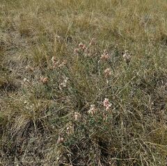 Atraphaxis frutescens