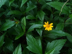 Sphagneticola trilobata