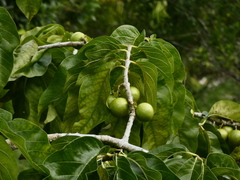 Vangueria madagascariensis