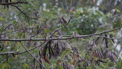 Leucaena leucocephala