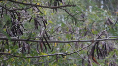 Leucaena leucocephala