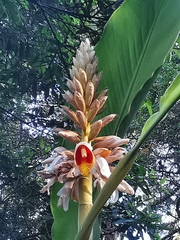 Alpinia hainanensis