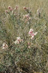 Atraphaxis frutescens