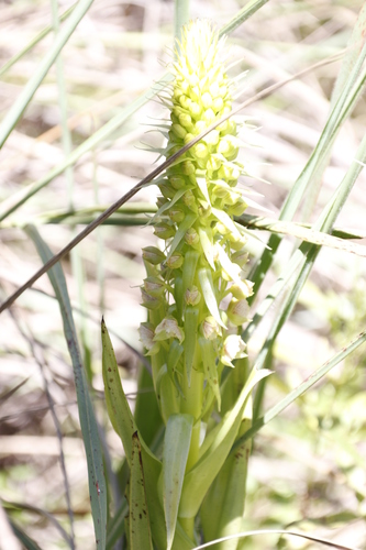 Image of Big Bonnet (Pterygodium magnum) by (c) Tony Rebelo, some rights reserved (CC BY-SA)