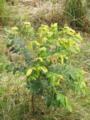 Glochidion philippicum