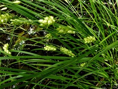Carex tuckermanii