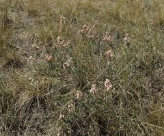 Atraphaxis frutescens