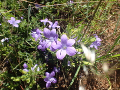 Barleria obtusa