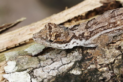 Anolis ortonii