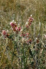 Atraphaxis frutescens