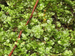 Plagiomnium succulentum