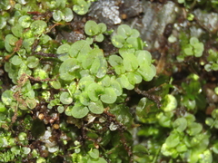Plagiomnium succulentum