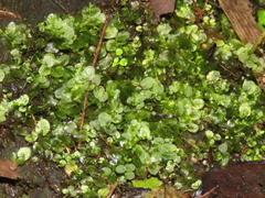 Plagiomnium succulentum