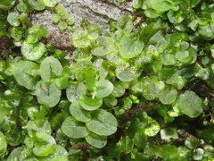 Plagiomnium succulentum