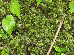 Plagiomnium succulentum