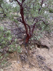 Arctostaphylos pungens