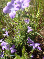 Barleria obtusa
