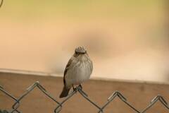 Muscicapa striata