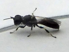 Crossocerus