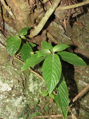 Paraboea swinhoei