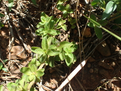 Barleria obtusa