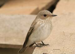 Muscicapa striata