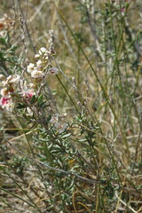 Atraphaxis frutescens