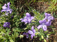 Barleria obtusa