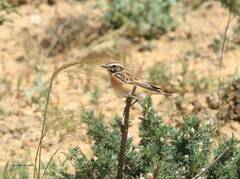 Saxicola rubetra