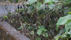 Zosterops simplex simplex