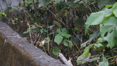 Zosterops simplex simplex