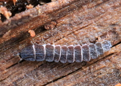 Phosphaenus hemipterus