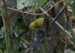 Zosterops simplex simplex