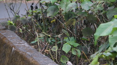 Zosterops simplex simplex