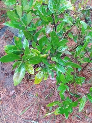 Persea borbonia