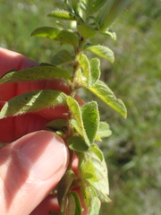 Barleria obtusa
