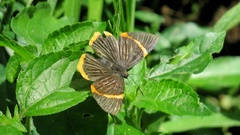 Riodina lycisca